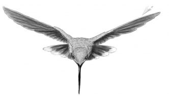 Hummingbird