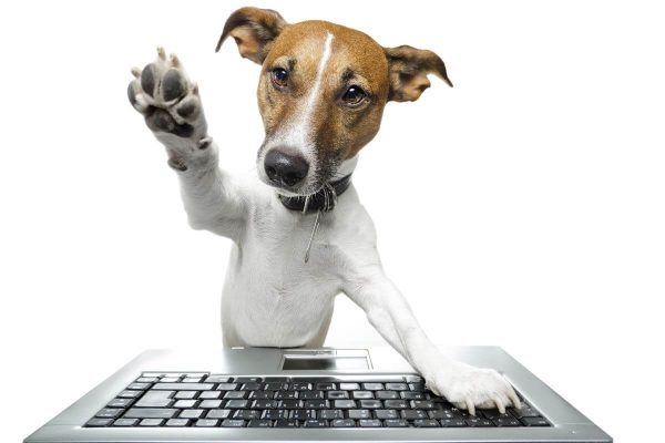 Cane al computer